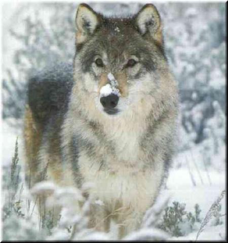 Au loup.....